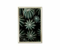 L33 Enchanted Effervescence